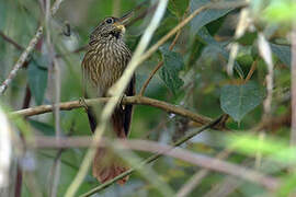 Lineated Foliage-gleaner