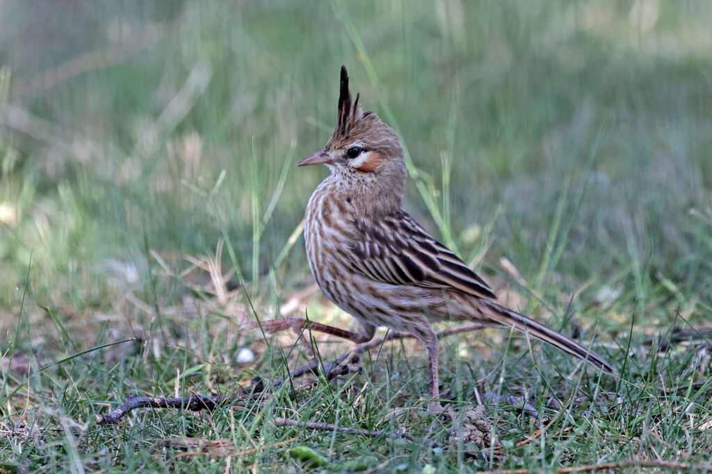 Lark-like Brushrunneradult