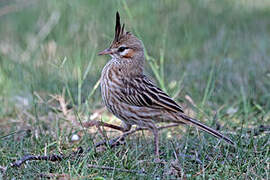 Lark-like Brushrunner