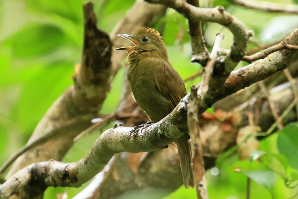 Northern Schiffornisadult, song