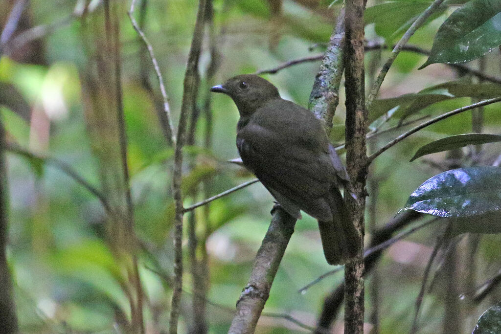 Guianan Schiffornisadult