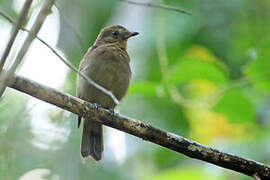 Brown-winged Schiffornis