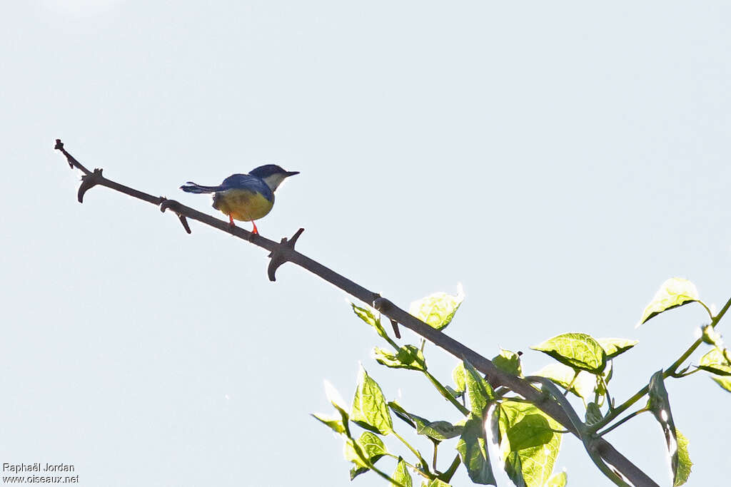 Apalis à ailes blanchesadulte, identification