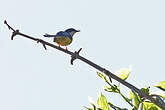 Apalis à ailes blanches