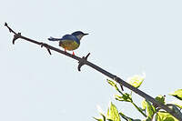 Apalis à ailes blanches