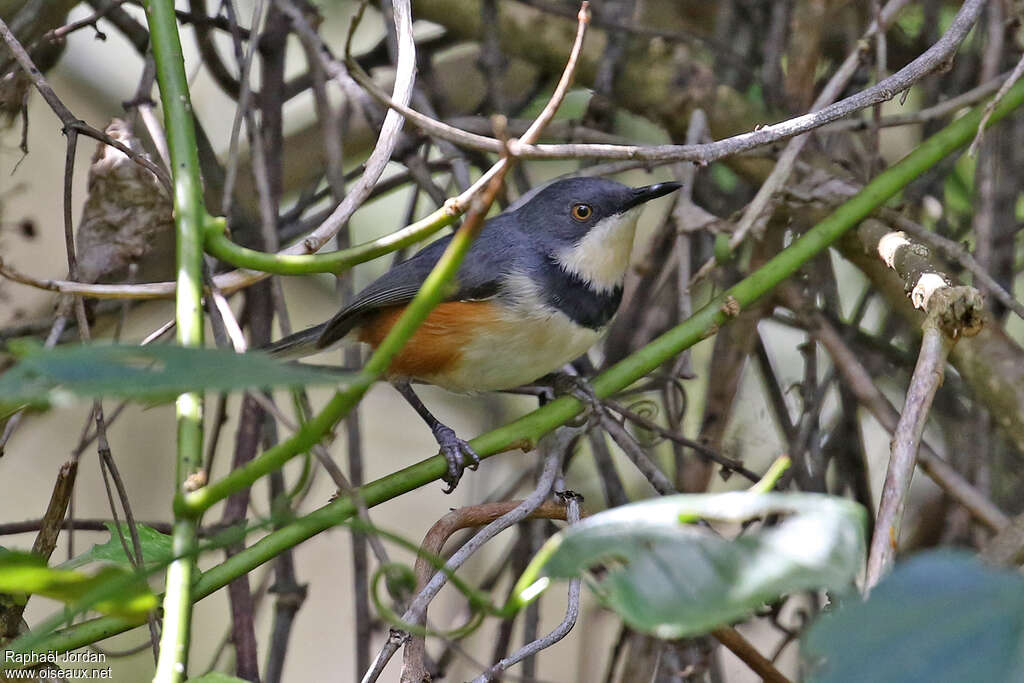 Apalis à col noiradulte, habitat, pigmentation