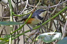 Apalis à col noir