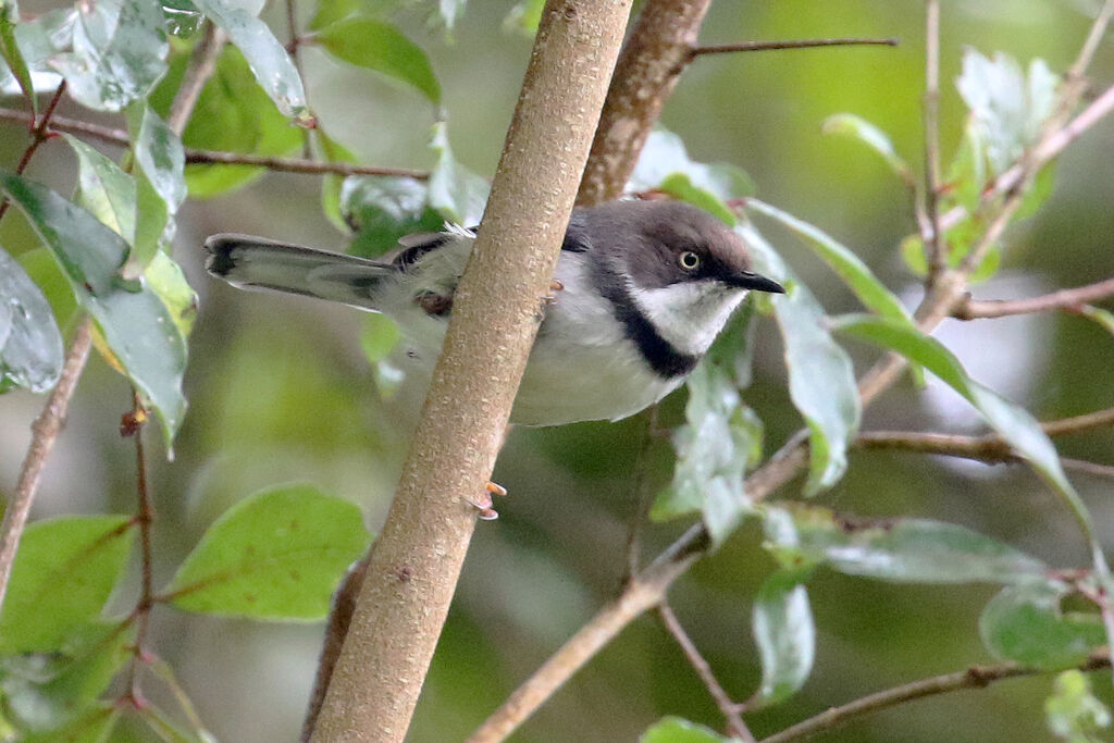 Bar-throated Apalisadult