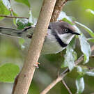 Apalis à collier