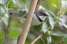 Apalis à collier