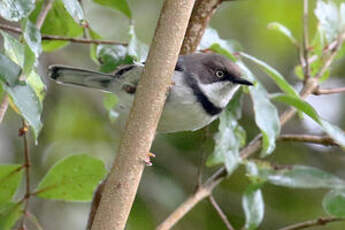 Apalis à collier