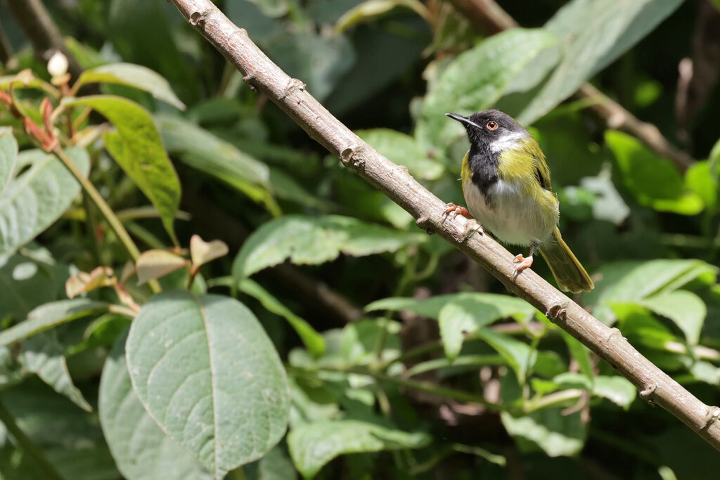 Apalis à face noireadulte