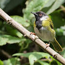 Apalis à face noire