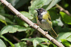 Apalis à face noire