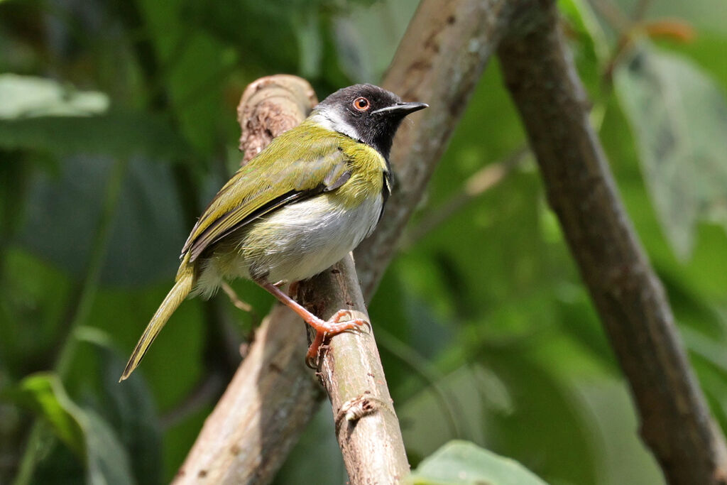 Apalis à face noireadulte