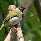 Apalis à face noire