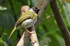 Apalis à face noire