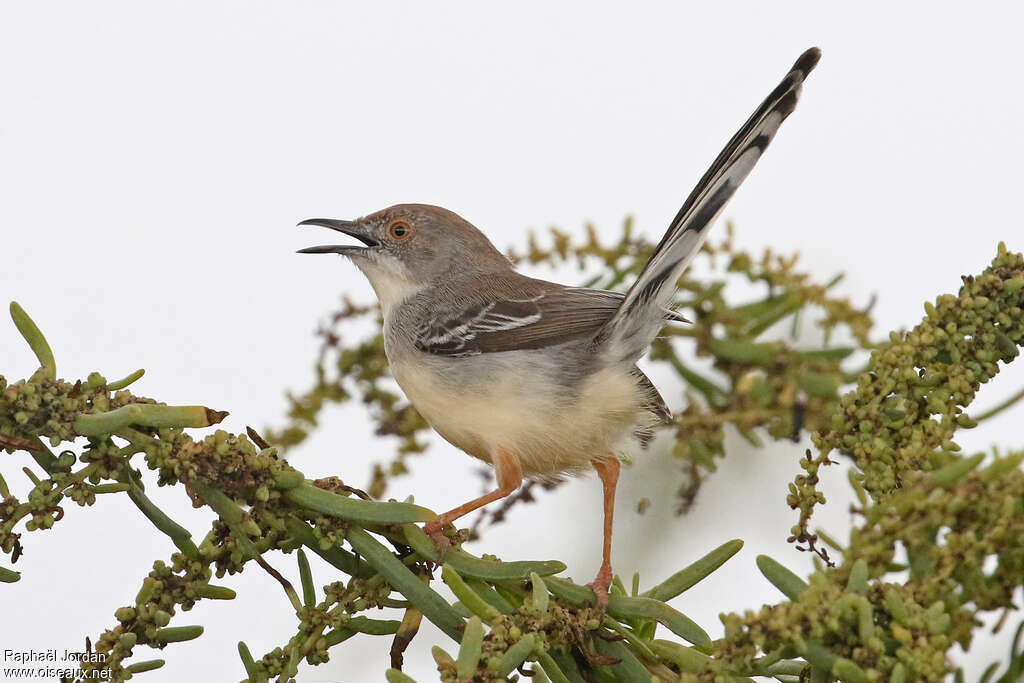 Red-fronted Priniaadult, pigmentation, song