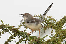 Apalis à front roux