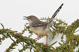 Apalis à front roux