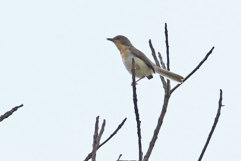 Apalis à gorge rousseadulte, chant