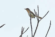 Apalis à gorge rousse