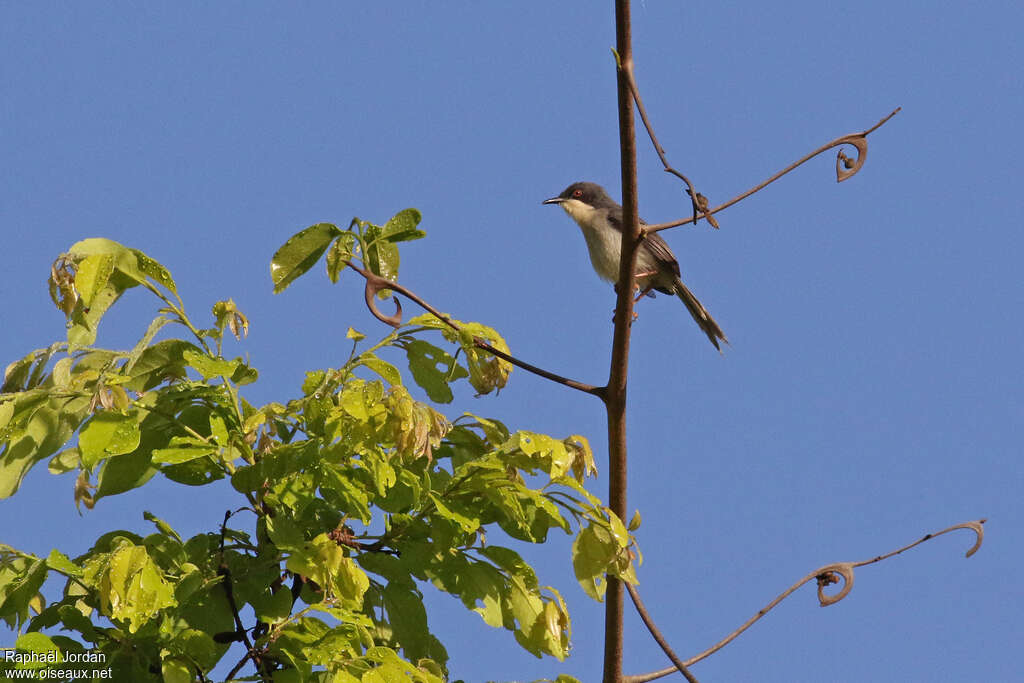 Apalis à tête noireadulte, identification