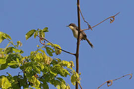 Apalis à tête noire