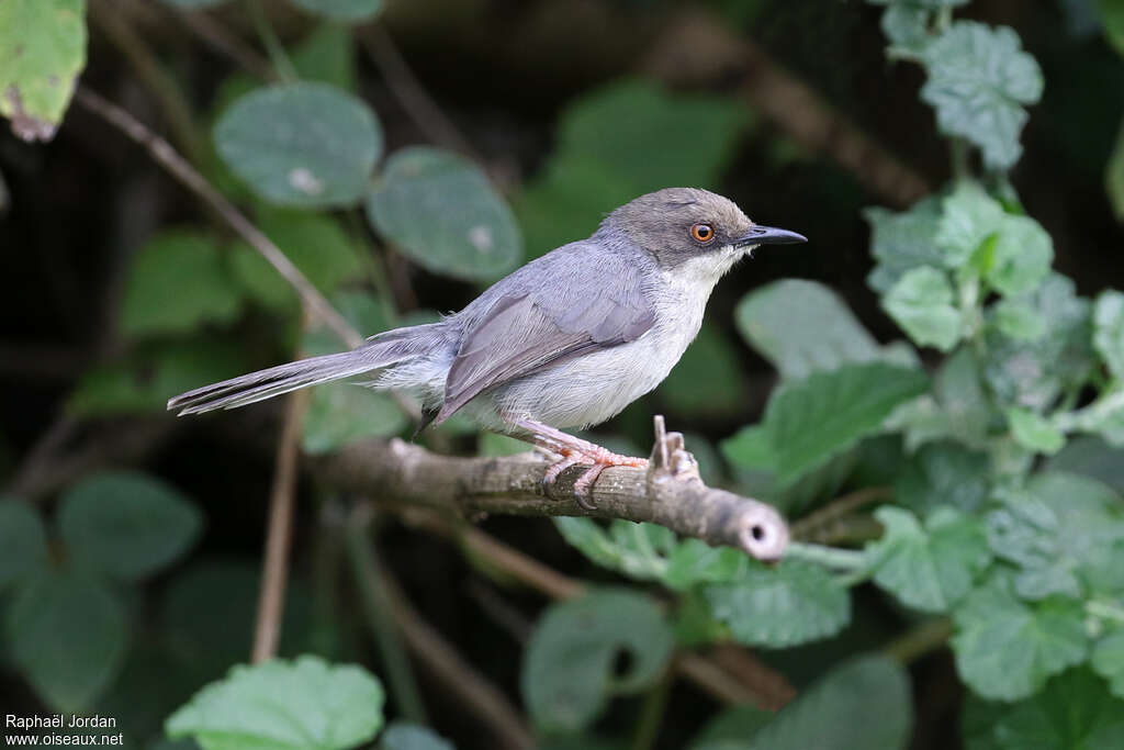 Apalis cendréeadulte, identification