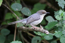 Apalis cendrée