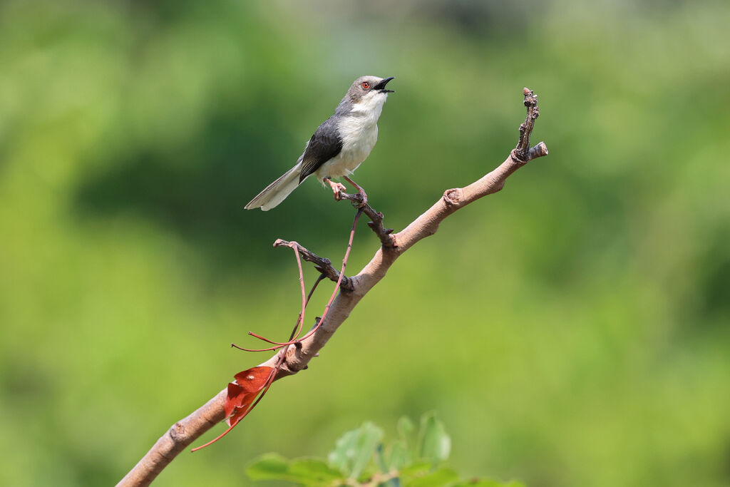 Apalis cendréeadulte