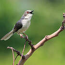 Apalis cendrée