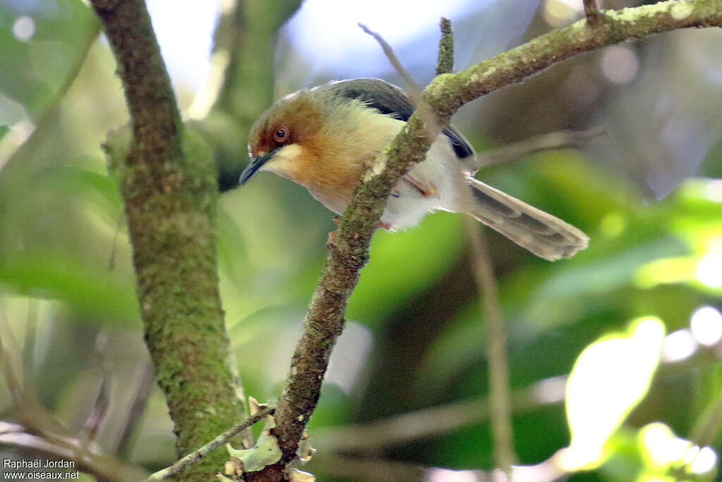 Apalis de Chapinadulte, identification