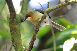 Chapin's Apalis