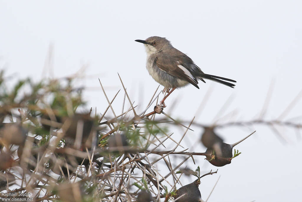 Karamoja Apalisadult, identification