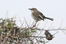 Karamoja Apalis