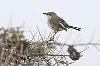 Apalis du Karamoja