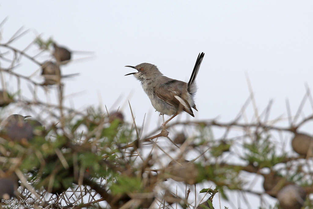 Apalis du Karamojaadulte, habitat, pigmentation, chant