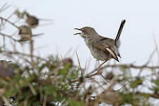 Apalis du Karamoja