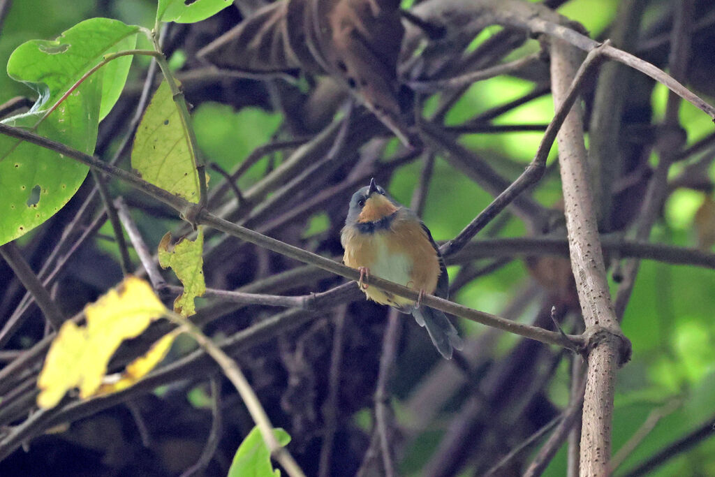 Rwenzori Apalis