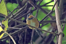 Apalis du Ruwenzori