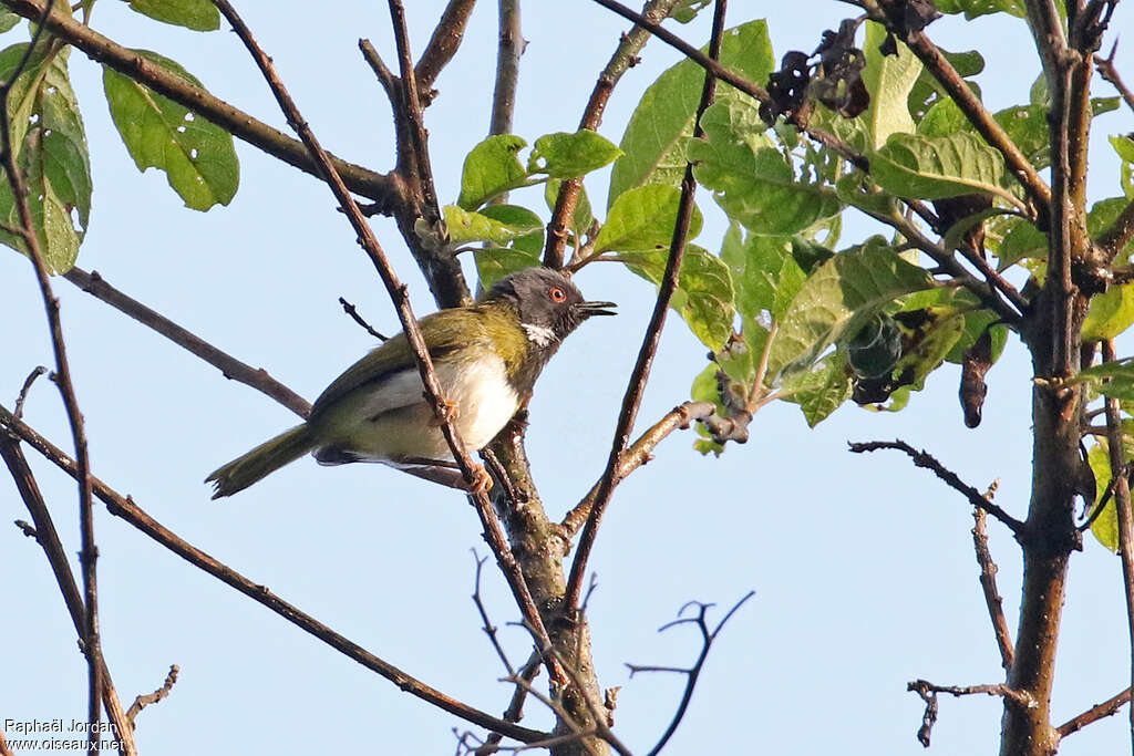 Apalis masquéeadulte, chant