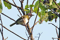 Apalis masquée