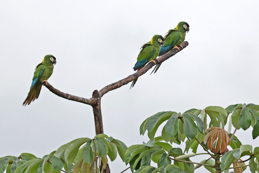 Golden-collared Macaw