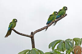 Golden-collared Macaw