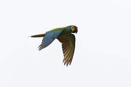 Blue-winged Macaw