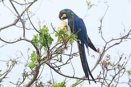 Lear's Macaw