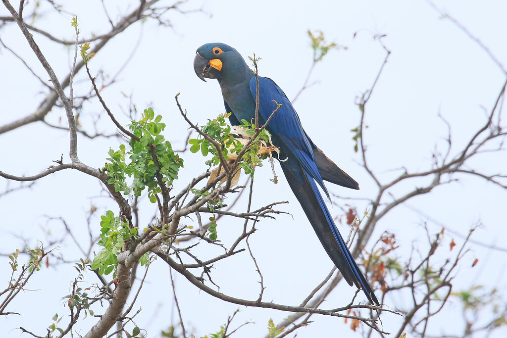 Lear's Macawadult