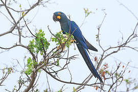 Lear's Macaw