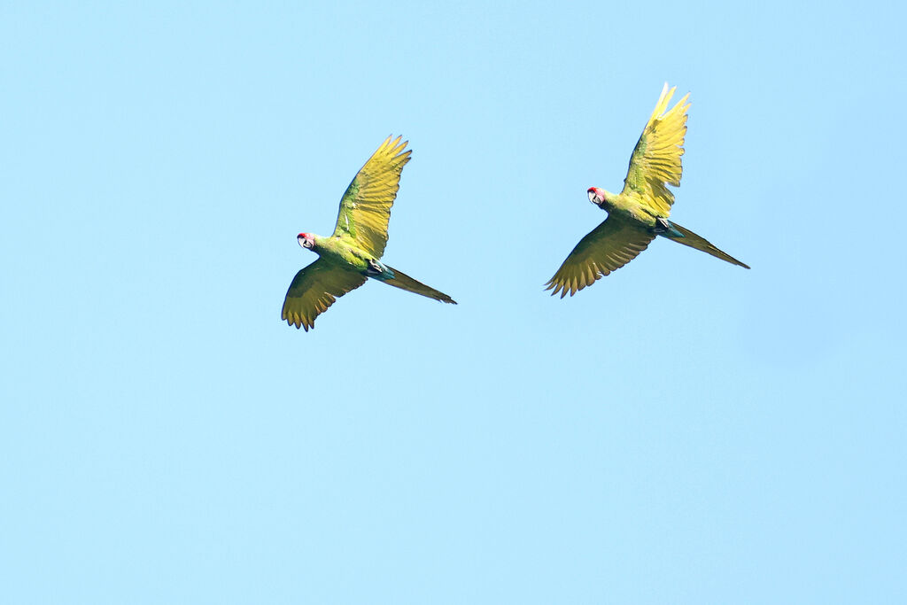 Military Macaw